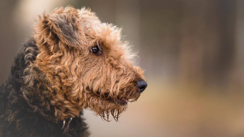 corneal dystrophy in dogs; an Airedale Terrier, who is at a higher risk of developing corneal dystrophy. Tags: Dogs, Condition